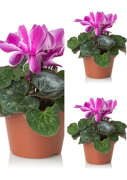 Videolu Parlak Yapraklı Sıklamen Çiçeği (20 35 Cm)3 Adet Hediyelik Canlı Çiçek Cyclamen