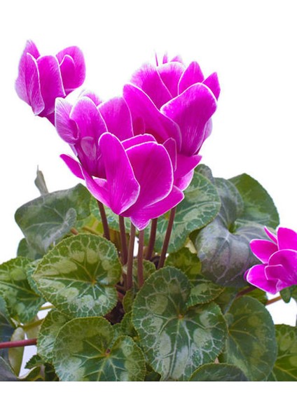 Videolu Parlak Yapraklı Sıklamen Çiçeği (20 35 Cm)3 Adet Hediyelik Canlı Çiçek Cyclamen modelleri