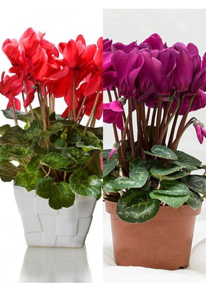 Videolu En Sevilen Set Sıklamen Çiçeği (20 25CM) 2 Adet Iç/dış Mekan Ofis Bitkisi Cyclamen indirimleri