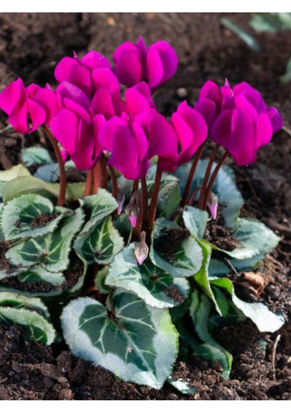 Videolu En Sevilen Set Sıklamen Çiçeği (20 25CM) 2 Adet Iç/dış Mekan Ofis Bitkisi Cyclamen modelleri