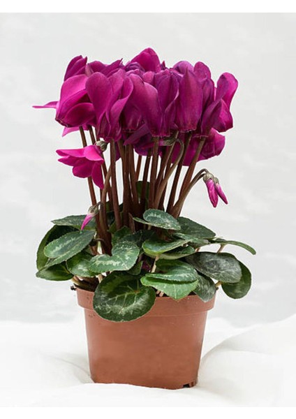 Videolu Fuşya Sıklamen (30 40)1 Adet Saksılı Çiçekli Iç Mekan Bitkisi Cyclamen