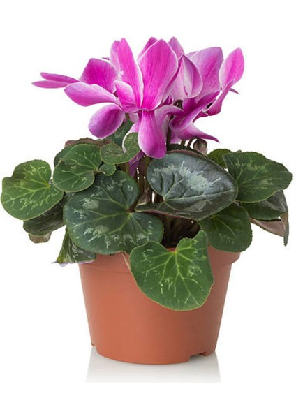 Videolu Mor Sıklamen Çiçeği (30 50 Cm)1 Adet Saksılı Çiçekli Iç Mekan Ofis Bitkisi Cyclamen fiyatları