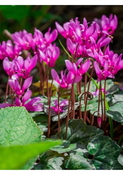 Videolu Mor Sıklamen Çiçeği (30 50 Cm)1 Adet Saksılı Çiçekli Iç Mekan Ofis Bitkisi Cyclamen modelleri