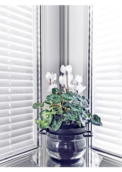 Videolu Kadınlar Gününe Özel Beyaz Sıklamen (30 40 Cm)1 Adet Saksılı Iç Mekan Bitkisi Cyclamen fiyatları