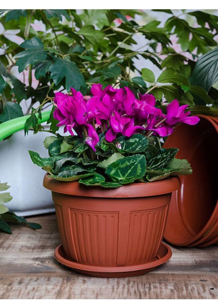 Videolu Kadınlar Gününe Özel Sıklamen (30 40 Cm)1 Adet Saksılı Hediyelik Cyclamen fiyatları