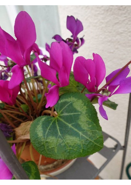 Videolu Kadınlar Gününe Özel Sıklamen (30 40 Cm)1 Adet Saksılı Hediyelik Cyclamen modelleri