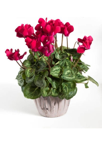 Videolu Kadınlar Gününe Özel Sıklamen (30 40 Cm)1 Adet Saksılı Iç Mekan Bitkisi Cyclamen