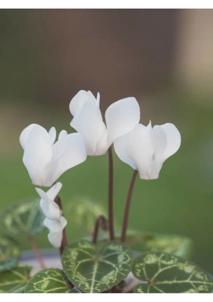 Videolu Kadınlar Gününe Özel Beyaz Sıklamen (35 45 Cm)1 Adet Saksılı Hediyelik Cyclamen fiyatları