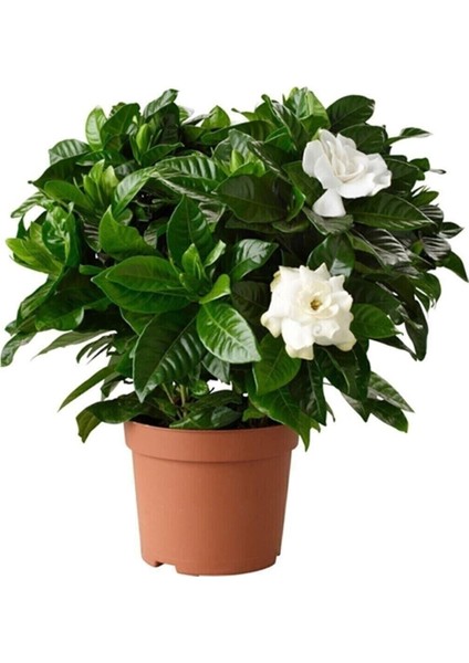 Videolu 1 Adet Kokulu Gardenya Çiçeği Ofis Bitkisi 15-30 cm Saksılı Iç Mekan Bitkileri Gardenia