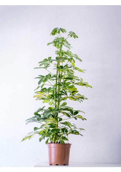 Videolu Çift Dal Şeflera (60 80 Cm)1 Adet Saksılı Iç Mekan Biitkiisi Schefflera