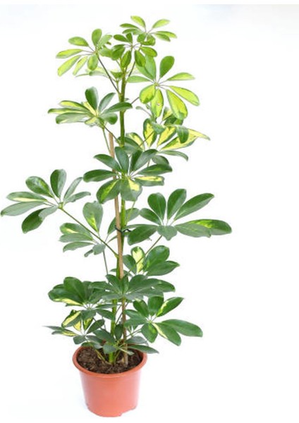 Videolu Çift Dal Şeflera (60 80 Cm)1 Adet Saksılı Iç Mekan Biitkiisi Schefflera