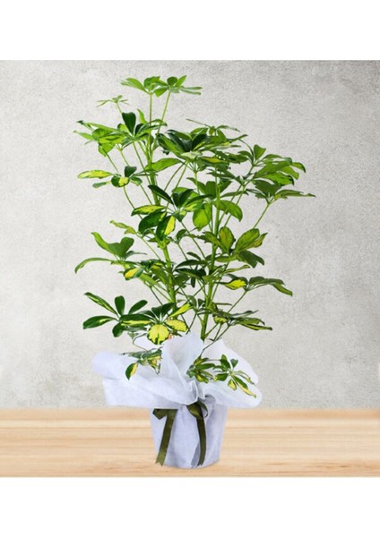 Videolu Şeflera Bitkisi (70 90 Cm)1 Adet Saksılı Iç Mekan Ofis Bitkisi Schefflera