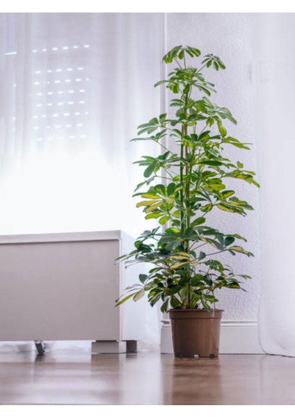 Videolu 5 Parmak Şeflera Bitkisi (80 100 Cm)1 Adet Saksılı Iç Mekan Bitkis Schefflera