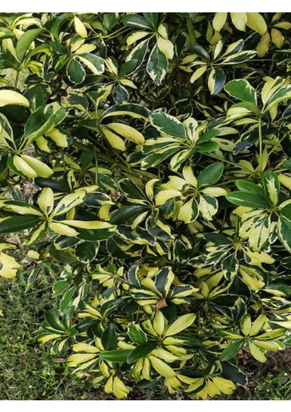 Videolu 5 Parmak Şeflera Bitkisi (80 100 Cm)1 Adet Saksılı Iç Mekan Bitkis Schefflera