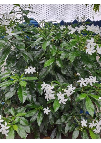 Bitkim Sende Videolu Mis Kokulu Arap Yasemini (40 50 Cm)4 Adet Tüplü Rhyncospermum Jasminoides