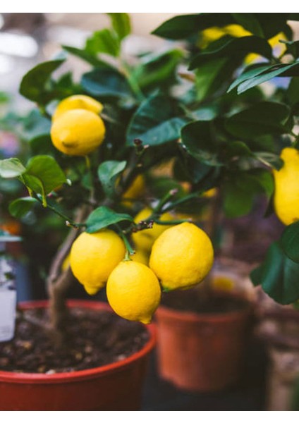 Videolu Bol Sulu Limon Fidanı (80 100 Cm) 1 Adet Tüplü Interdonato Lemon