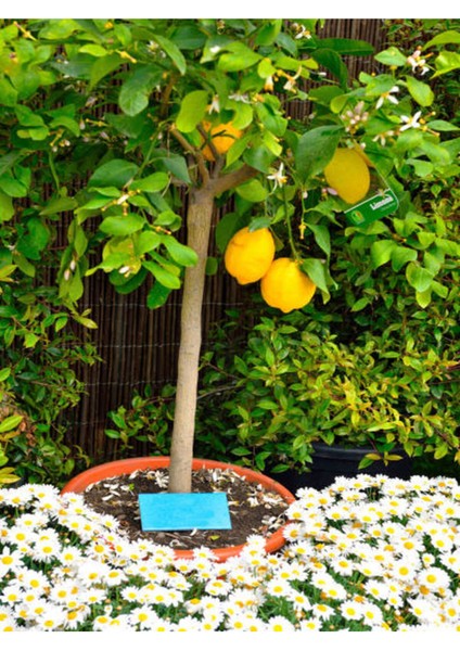 Videolu Bol Sulu Limon Fidanı (80 100 Cm) 1 Adet Tüplü Interdonato Lemon fiyatları