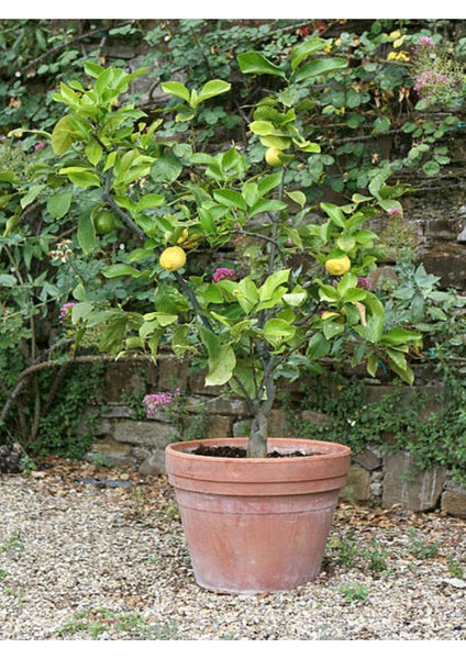 Videolu Bol Sulu Limon Fidanı (80 100 Cm) 1 Adet Tüplü Interdonato Lemon modelleri