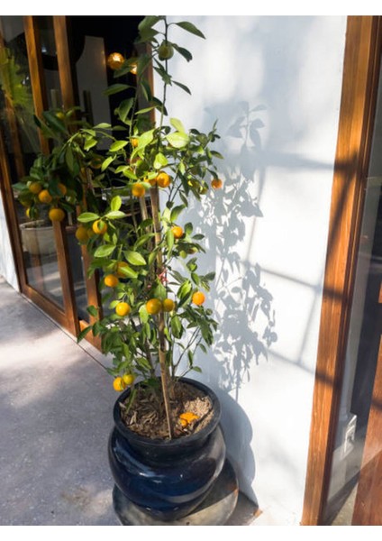 Videolu Bol Sulu Limon Fidanı (80 100 Cm) 1 Adet Tüplü Interdonato Lemon fırsatları