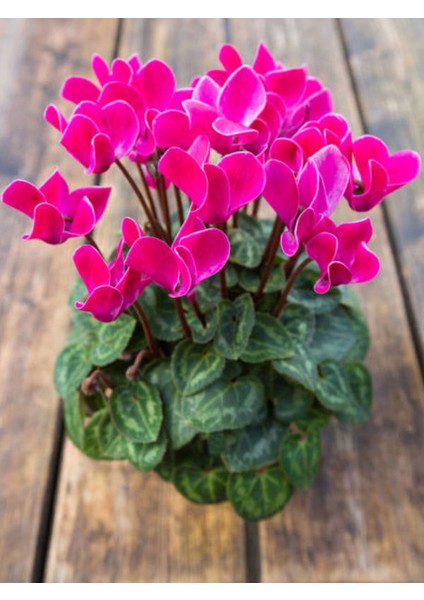 Videolu Sıklamen Çiçeği Parlak Yapraklı Koyu Pembe Renk (20 30CM)1 Adet Saksılı Hediyelik Cyclamen modelleri