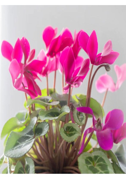 Videolu Sıklamen Çiçeği Parlak Yapraklı Koyu Pembe Renk (20 30CM)1 Adet Saksılı Hediyelik Cyclamen fırsatları