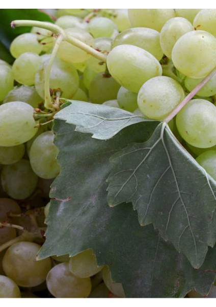 Videolu Bol Sulu Tatlı Çekirdeksiz Üzüm (40 60 Cm)Tüplü Dış Mekan Bitkisi Thompson Seedless