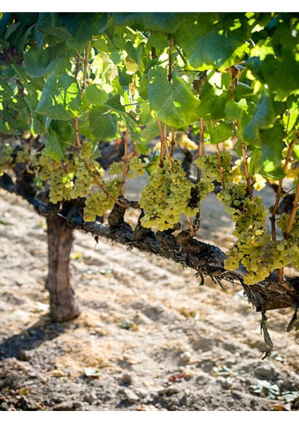 Videolu Bol Sulu Tatlı Çekirdeksiz Üzüm (40 60 Cm)Tüplü Dış Mekan Bitkisi Thompson Seedless
