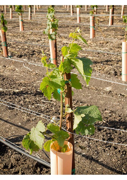 Videolu Bol Sulu Tatlı Çekirdeksiz Üzüm (40 60 Cm)Tüplü Dış Mekan Bitkisi Thompson Seedless