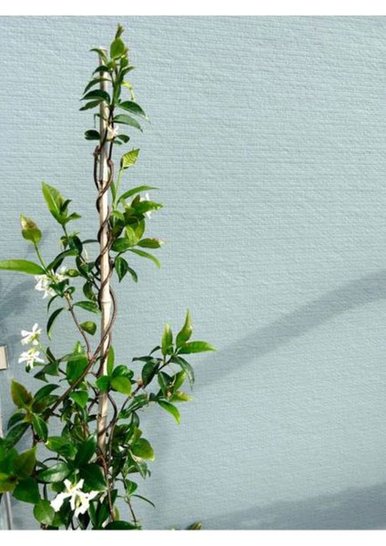 Bitkim Sende Videolu Mis Kokulu Arap Yasemini (40 50 Cm)9 Adet Saksılı /tüplü Rhyncospermum Jasminoides