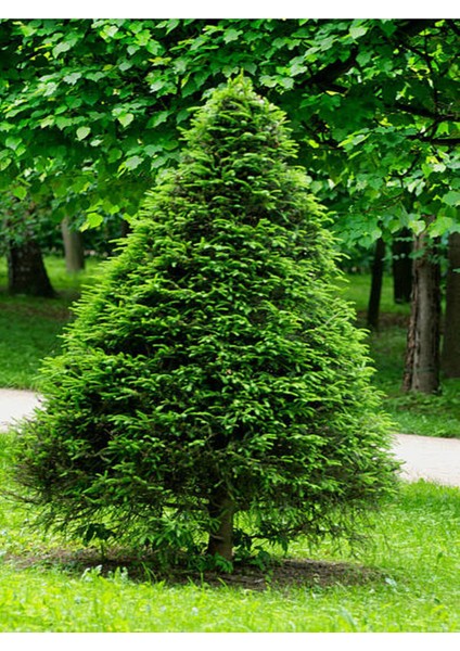 Videolu Limon Çamı Limoni Servi (30 50 Cm)1 Adet Tüplü Dış Mekan Ağaç Cupressus Macrocarpa Goldcrest