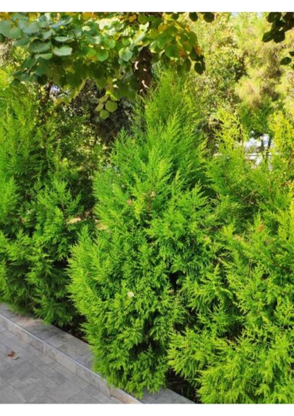 Videolu Limon Çamı Limoni Servi (30 50 Cm)1 Adet Tüplü Dış Mekan Ağaç Cupressus Macrocarpa Goldcrest