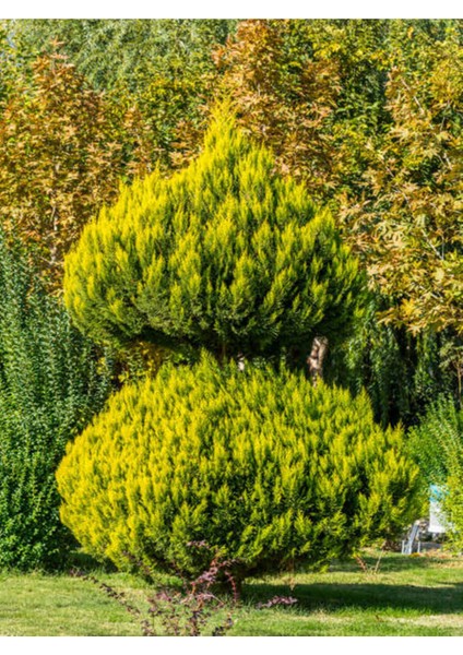 Videolu Limon Çamı Limoni Servi (30 50 Cm)1 Adet Tüplü Dış Mekan Ağaç Cupressus Macrocarpa Goldcrest