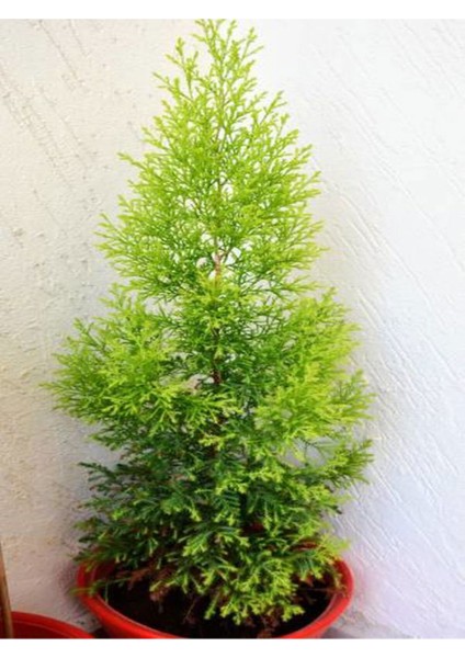 Videolu Limon Çamı Limoni Servi (30 50 Cm)1 Adet Tüplü Dış Mekan Ağaç Cupressus Macrocarpa Goldcrest