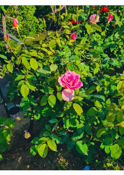 Videolu 1 Adet Canlı Pembe Bodur Gül Fidanı 20-40 cm Tüplü Çiçekli Bodur Bitkiler Pink Rose