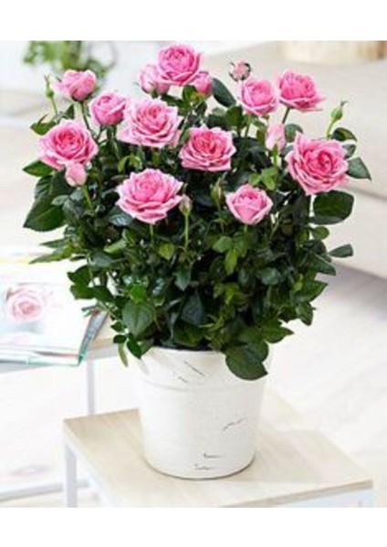 Videolu 1 Adet Canlı Pembe Bodur Gül Fidanı 20-40 cm Tüplü Çiçekli Bodur Bitkiler Pink Rose