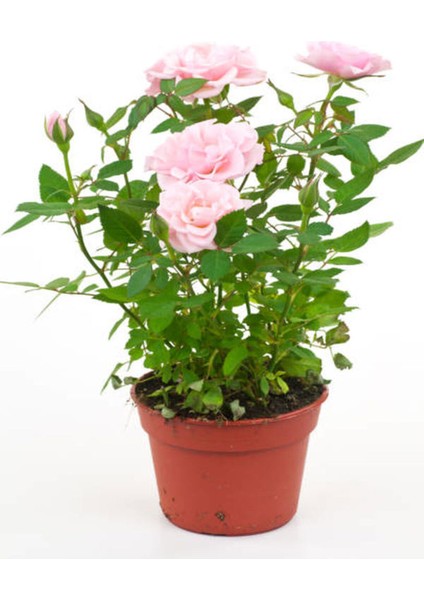 Videolu 1 Adet Canlı Pembe Bodur Gül Fidanı 20-40 cm Tüplü Çiçekli Bodur Bitkiler Pink Rose