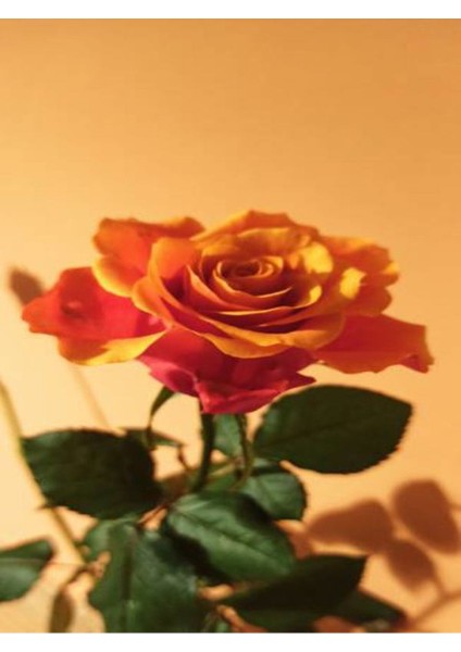 Videolu 1 Adet Canlı Turuncu Bodur Gül Fidanı 20-40 cm Tüplü Çiçekli Bodur Bitkiler Orange Rose