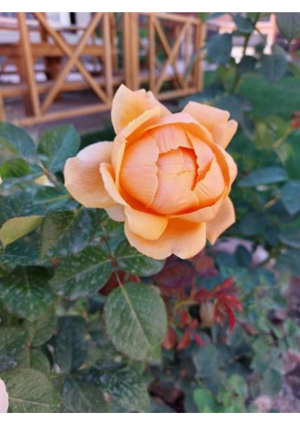 Videolu 1 Adet Canlı Turuncu Bodur Gül Fidanı 20-40 cm Tüplü Çiçekli Bodur Bitkiler Orange Rose