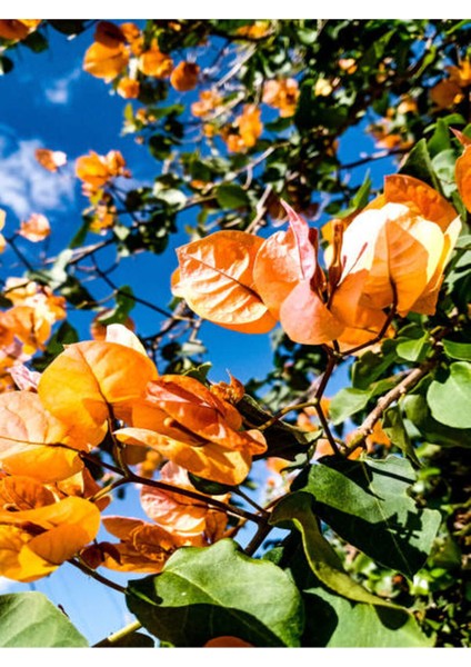 Videolu Kayısı Rengi Begonvil (40 50 Cm)1 Adet Saksılı/ Tüplü Dış Mekan Bitkisi Bougainvillea