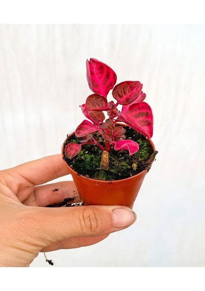 Videolu 1 Adet Çingene Şalvarı Çiçeği 15-25 cm Saksılı Iç Mekan Bitkileri Iresine Herbtis