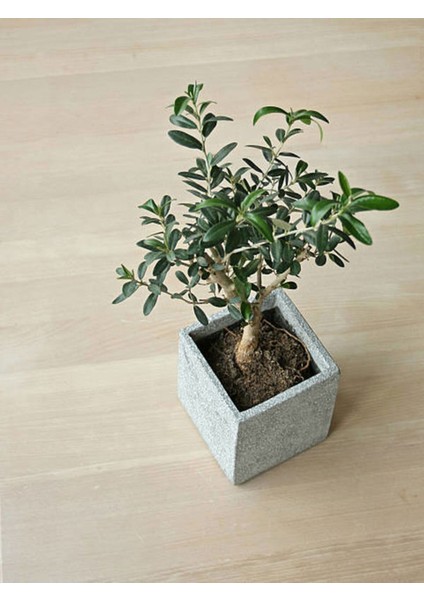 Videolu Zeytin Fidanı 4 Adet Saksılı/tüplü (50-70CM) 1. Kalite Çok Yıllık (Olive Sapling)