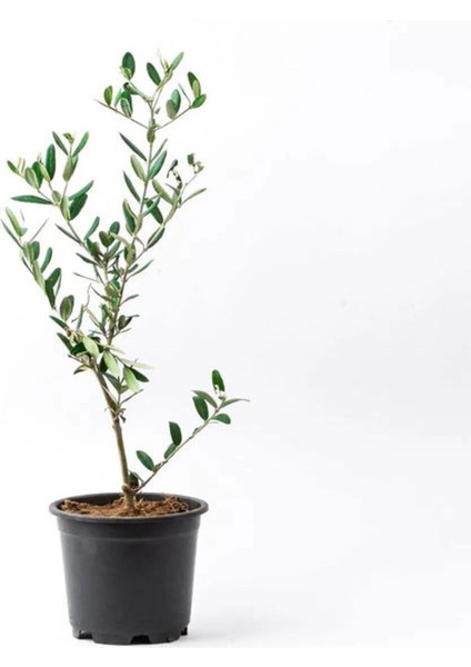 Videolu Zeytin Fidanı 4 Adet Saksılı/tüplü (50-70CM) 1. Kalite Çok Yıllık (Olive Sapling)