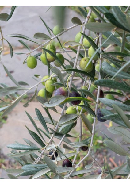 Videolu Zeytin Fidanı 4 Adet Saksılı/tüplü (50-70CM) 1. Kalite Çok Yıllık (Olive Sapling)