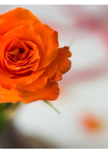 Videolu Koyu Somon Rengi Gül Fidanı Aşılı Saksılı 2 Adet (50-70CM) Dış Mekan (Salmon Roses)
