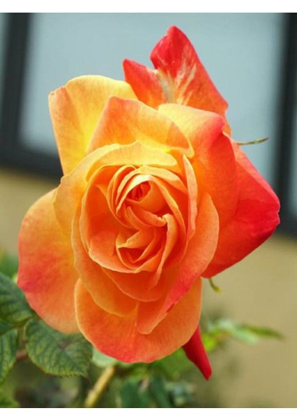 Videolu Koyu Somon Rengi Gül Fidanı Aşılı Saksılı 2 Adet (50-70CM) Dış Mekan (Salmon Roses)