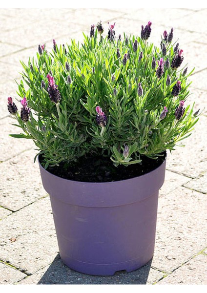 Videolu Mor Lavanta (20 60 Cm)5 Adet Saksılı/ Tüplü Çiçekli Iç/ Dış Mekan Bitkisi Lavandula