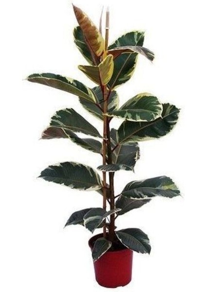 Videolu 1 Adet Alacalı Kauçuk Çiçeği Fidanı 70-100CM Tüplü Çiçekli Bodur Bitkiler Ficus Elastica