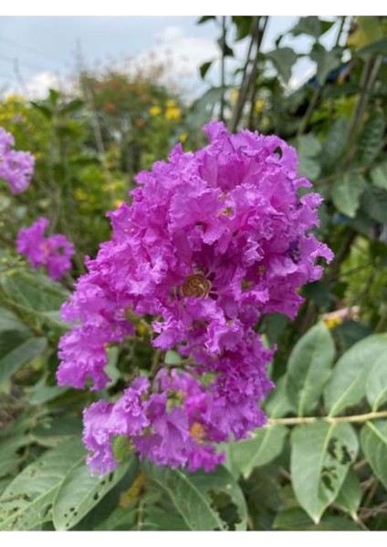 Videolu Mor Renkli Oya Çiçeği Fidanı (40 85 Cm)1 Adet Saksılı Dış Mekan Ağacı Lagerstroemia Indica