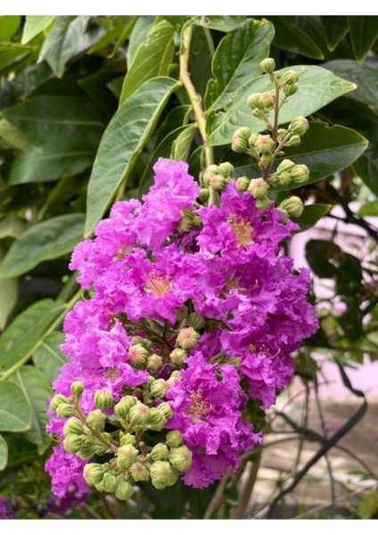 Videolu Mor Renkli Oya Çiçeği Fidanı (40 85 Cm)1 Adet Saksılı Dış Mekan Ağacı Lagerstroemia Indica