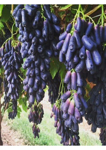 Videolu Parmak Aşılı Üzüm Siyah Renkli (40 60 Cm)1 Adet Dış Mekan Bitkisi Blackcurrant
